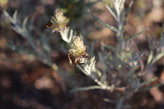 Amata trigonophora
