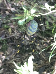 Trichonephila clavata