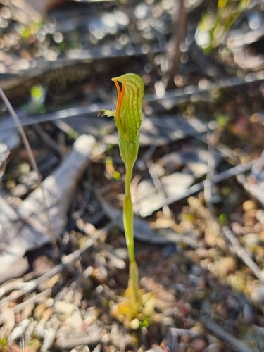 Image of Pterostylis plumosa by (c) Richard Dimon, some rights reserved (CC BY)