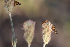 Amata trigonophora