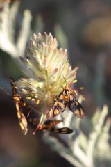 Amata trigonophora