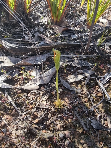 Image of Pterostylis plumosa by (c) Richard Dimon, some rights reserved (CC BY)