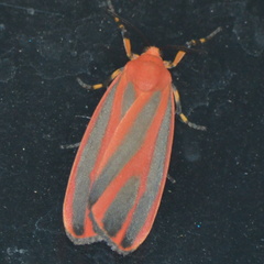 Hypoprepia miniata