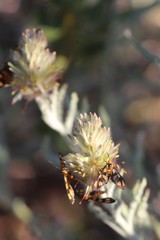 Amata trigonophora