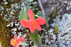 Cattleya coccinea