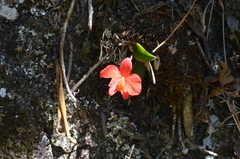 Cattleya coccinea