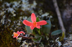 Cattleya coccinea