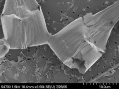 Asterionellopsis glacialis