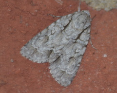 Acronicta spinigera