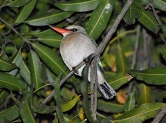 Halcyon senegaloides