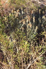 Amata trigonophora