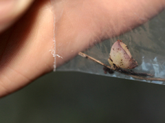 Geoscypha violacea