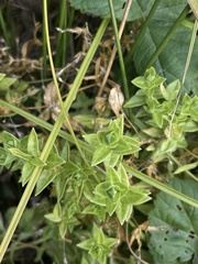 Stellaria littoralis