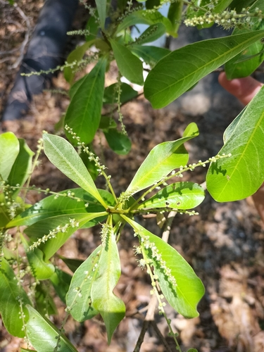 Terminalia microcarpa (Terminalia microcarpa)