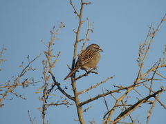 Rhynchospiza strigiceps