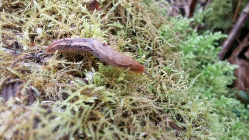 Prophysaon vanattae