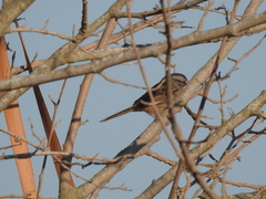 Rhynchospiza strigiceps