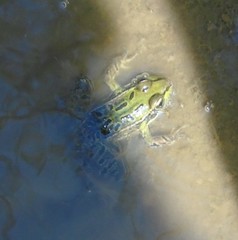 Lithobates spectabilis