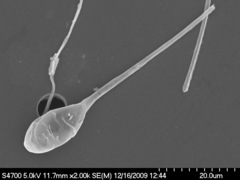 Asterionellopsis glacialis