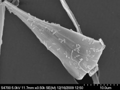 Asterionellopsis glacialis