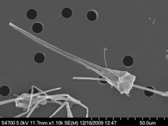 Asterionellopsis glacialis