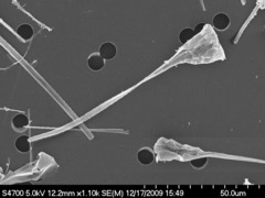 Asterionellopsis glacialis