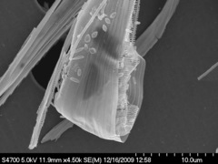 Asterionellopsis glacialis