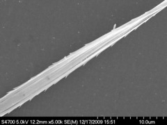 Asterionellopsis glacialis