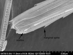 Asterionellopsis glacialis