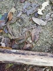 Salvadora lemniscata