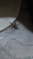 Lycosa erythrognatha