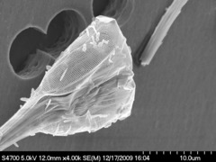 Asterionellopsis glacialis