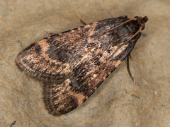 Aglossa cacamica