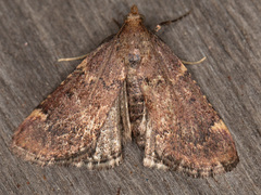 Hypsopygia phoezalis