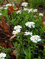 Iberis