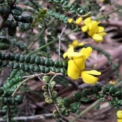Bossiaea foliosa