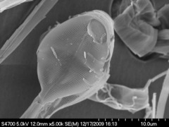 Asterionellopsis glacialis