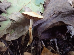 Cortinarius ochroglutinosus
