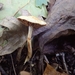 Cortinarius ochroglutinosus - Photo (c) blynx, some rights reserved (CC BY-NC-SA), uploaded by blynx