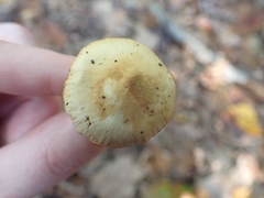 Cortinarius ochroglutinosus