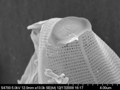 Asterionellopsis glacialis