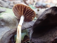 Cortinarius ochroglutinosus