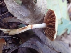 Cortinarius ochroglutinosus