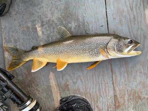 Lake Trout