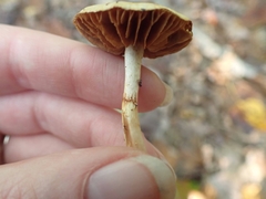 Cortinarius ochroglutinosus
