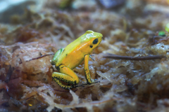 Phyllobates bicolor