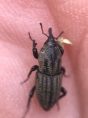 Sphenophorus compressirostris