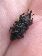 Sphenophorus compressirostris