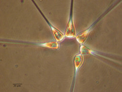 Asterionellopsis glacialis