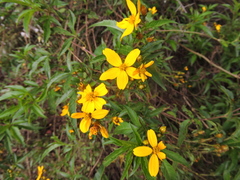 Electranthera mutica